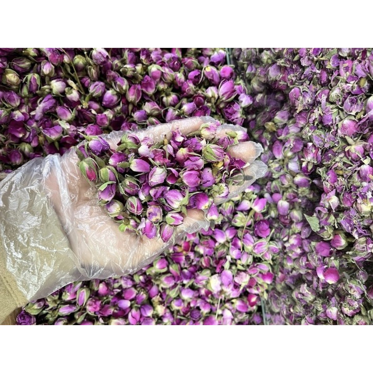 غنچه گل محمدی خشک